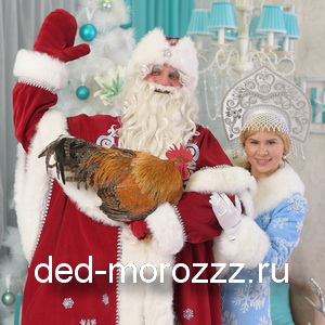 Ручной петушок