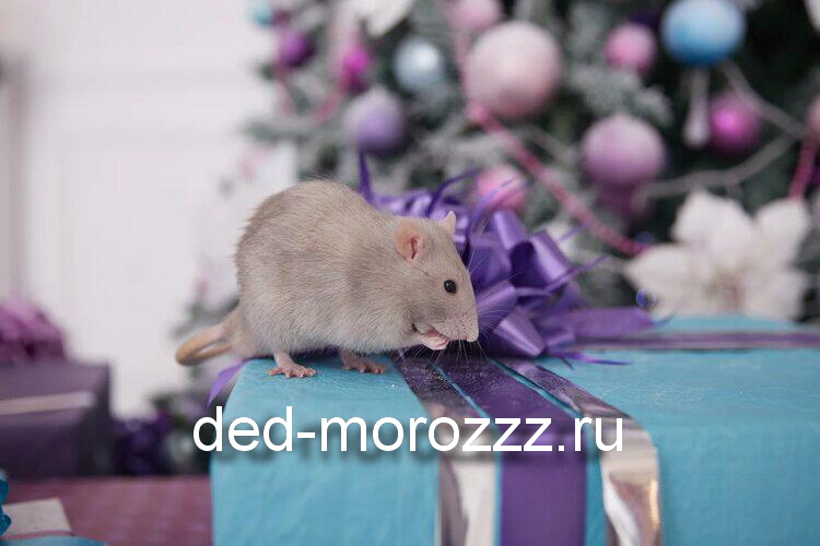 Дед Мороз и Снегурочка с Крысой