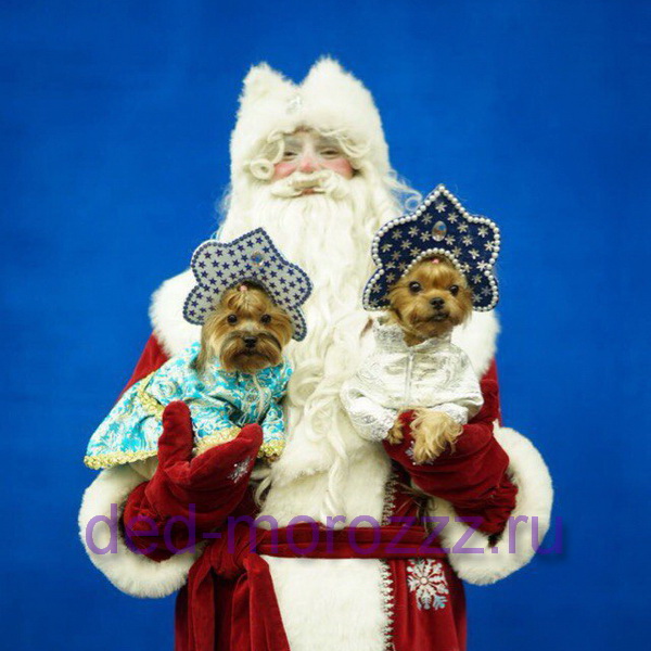 Дед Мороз и Снегурочка с Собачками