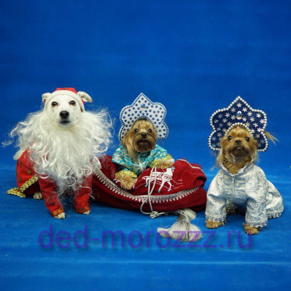 Дед Мороз и Снегурочка с Собачками
