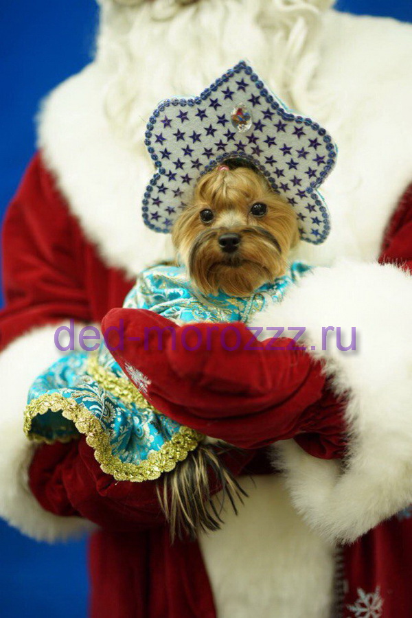 Дед Мороз и Снегурочка с Собачками