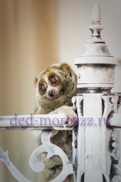 Иллюзионное шоу с животными