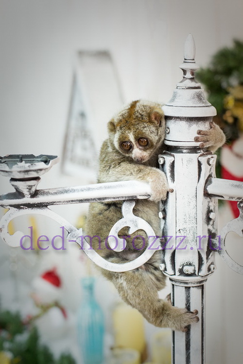 Иллюзионное шоу с животными