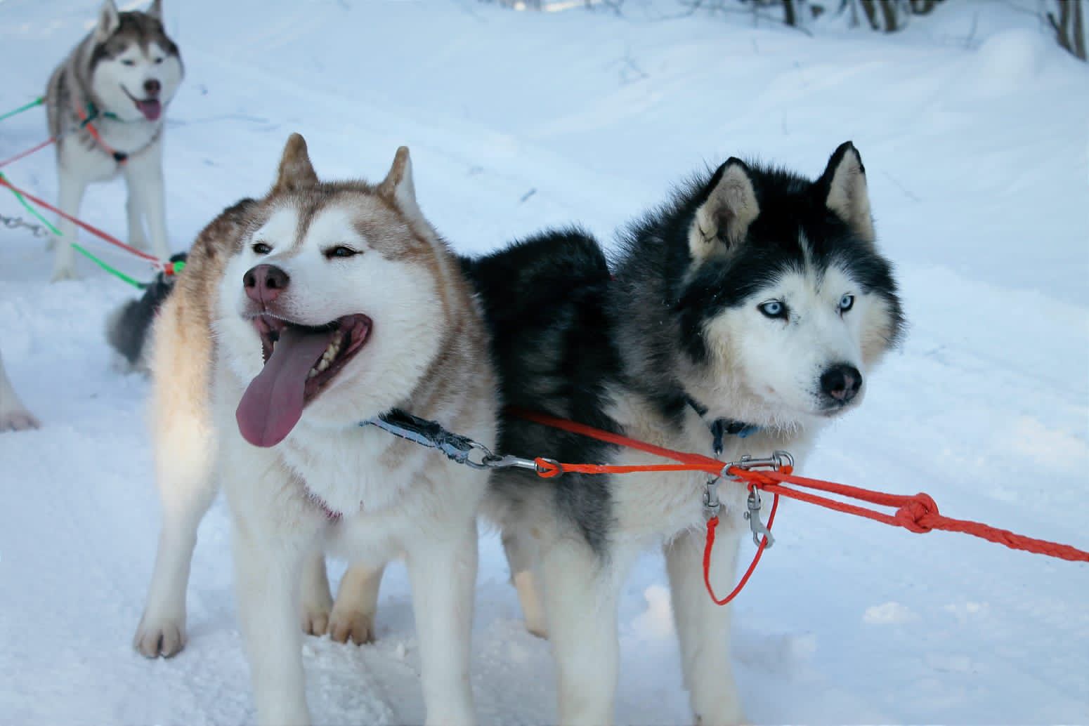 Катание с Хаски