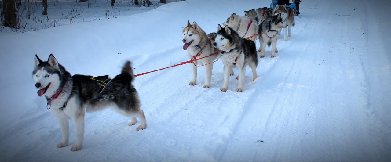 Катание с Хаски