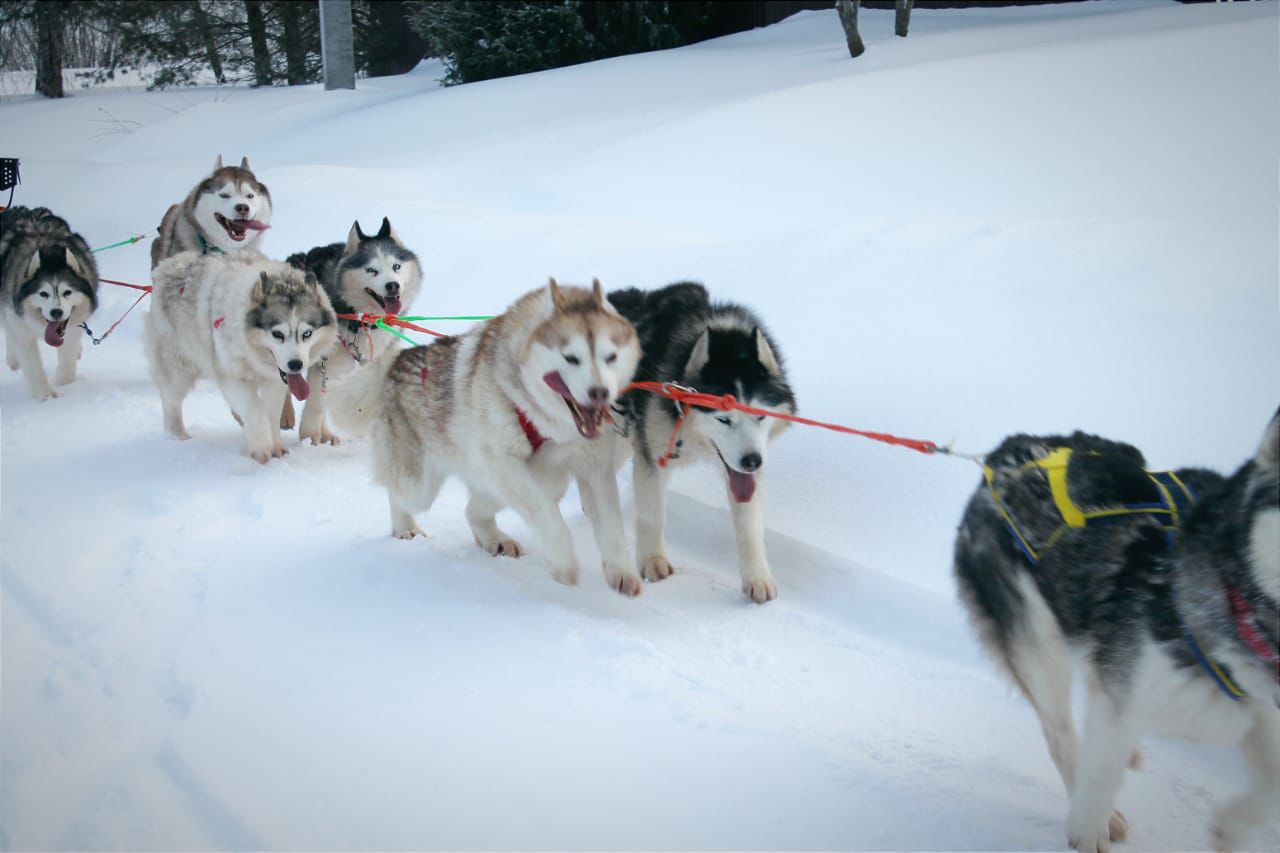 Катание с Хаски
