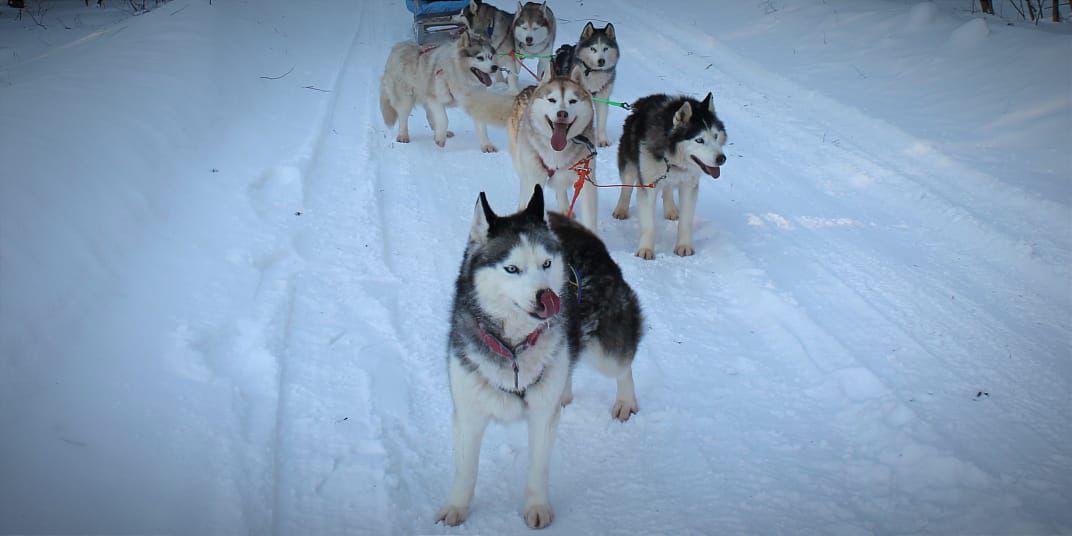 Катание с Хаски