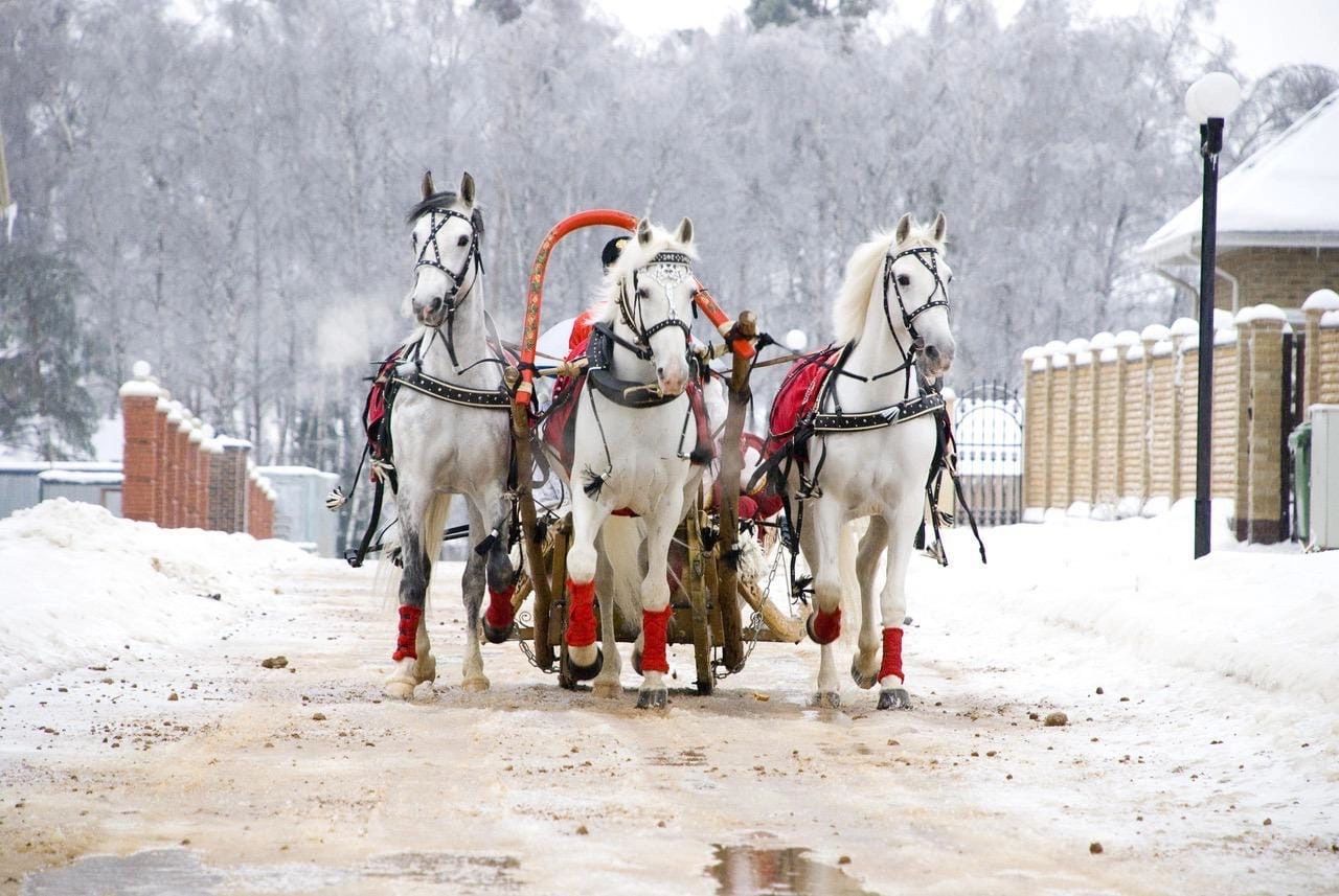Катание на санях с Лошадьми