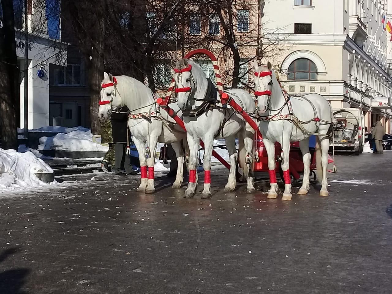 Катание на санях с Лошадьми
