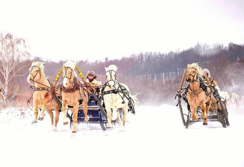 Катание на санях с Лошадьми