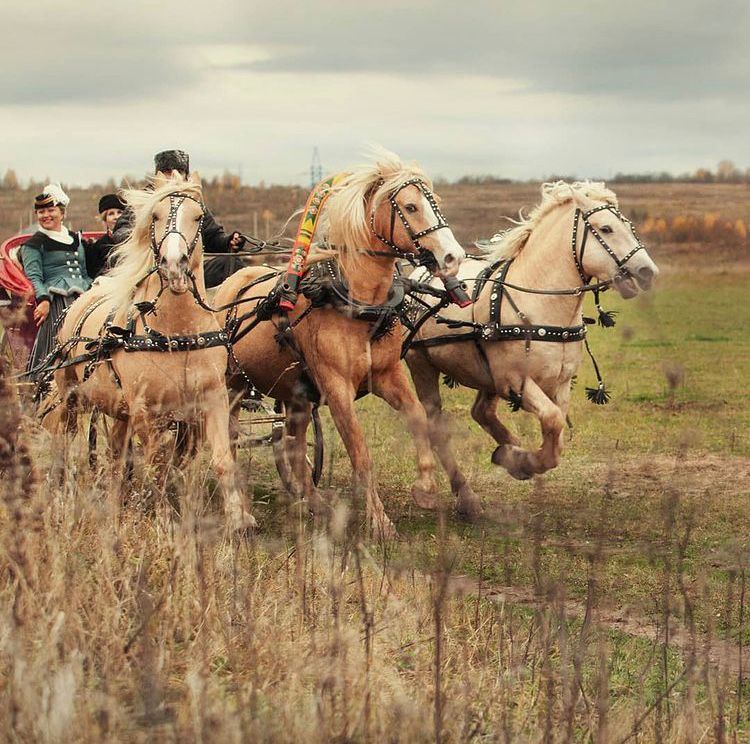 Катание на санях с Лошадьми