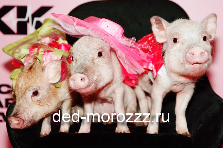 новогоднее мини пиг шоу