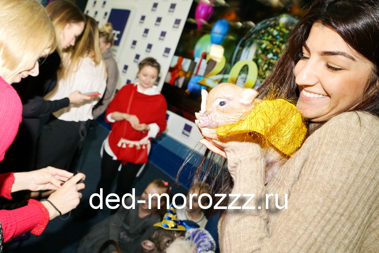 новогоднее пигги шоу