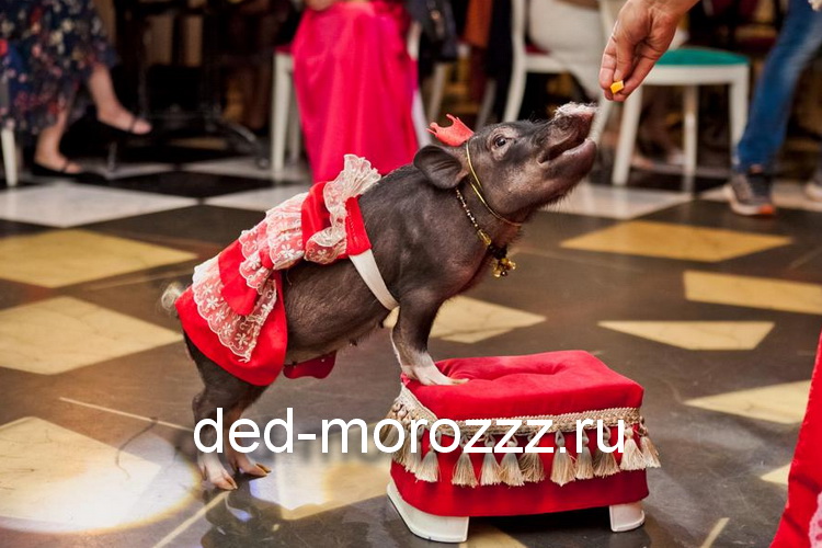 новогоднее пигги шоу