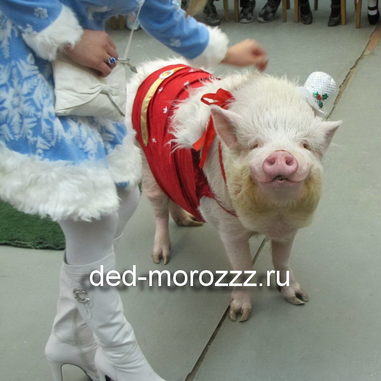 новогоднее пигги шоу