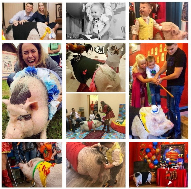 новогоднее пигги шоу